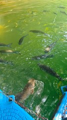 Variety of fishes in the lake