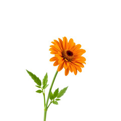 Orange gerbera flower isolated on transparent background with clipping path.