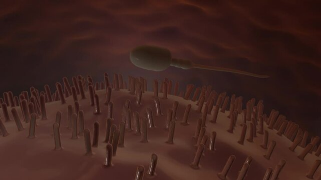 Sperm binds to the female egg