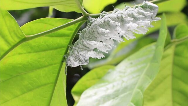 A caterpillar of Attacus atlas butterfly is looking for food from a tree.
