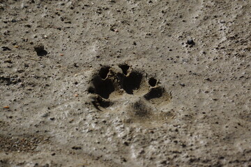 Dog's paw print in dirt clay, shadows in imprint, well lit
