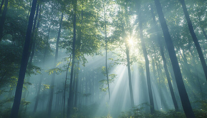 Obraz premium Tall, misty trees with sunlight streaming through the branches, creating a magical and mysterious forest atmosphere