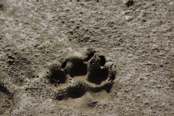 Dog's paw print in dirt clay, shadows in imprint, well lit