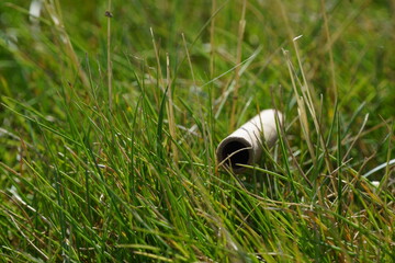 Close up of cardboard straw sitting grass