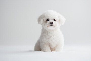 Fototapeta premium White Poodle Sitting A fluffy white poodle sitting against a plain background