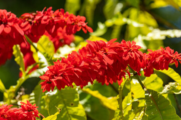 Fototapeta premium Close-up of Warscewiczia (Warszewiczia) coccinea, Wild Poinsettia