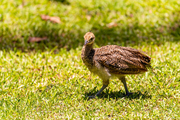 Wild turkey chick (Meleagris Gallopavo)