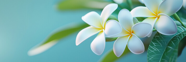 Fototapeta premium White frangipani flowers, generative AI