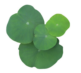 Close up green leaf of lotus or water lily tree isolated on transparent background. Top view of green leaves bush.	