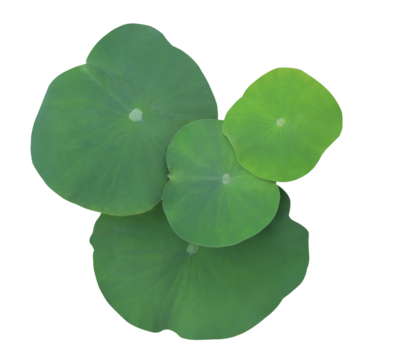 Close up green leaf of lotus or water lily tree isolated on transparent background. Top view of green leaves bush.	