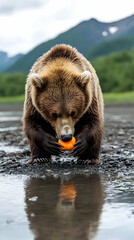 Obraz premium Brown Bear Enjoys a Snack by the Water's Edge in Nature