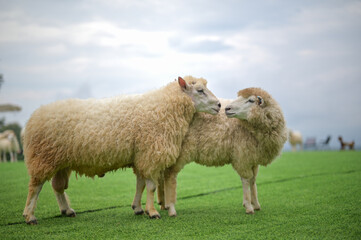 Naklejka premium The male sheep is mating with the female sheep in the pasture.