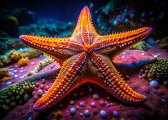 Exploring the Fascinating World of Starfish: Are They Poisonous or Safe to Handle in Nature?