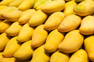 Obraz premium Yellow collection. Fresh yellow mango pile on market table. the most popular ripe fruit in summer season in Thailand.