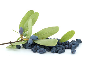 Blue Honeysuckle berries isolated on white background
