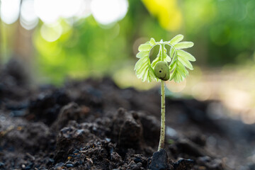 A tiny green seedling is sprouting