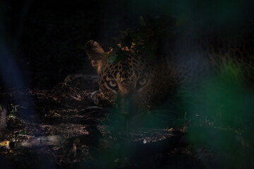 leopards of sri lanka