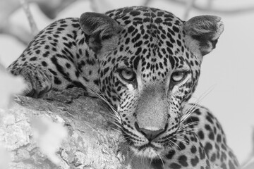 Obraz premium leopards of sri lanka