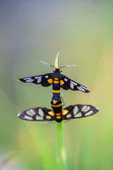 brightly colored moths
