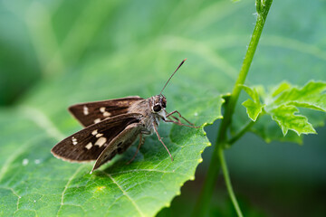 small brown butterfly