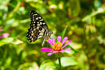 butterfly on red zinnia flower
