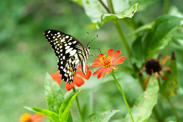 butterfly on red zinnia flower