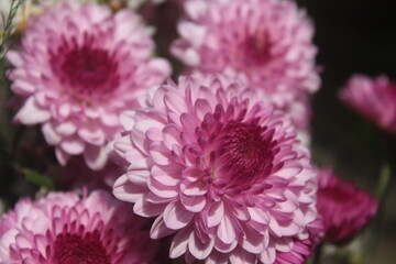 close up of pink dahlia