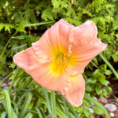 Fototapeta premium flower in the garden