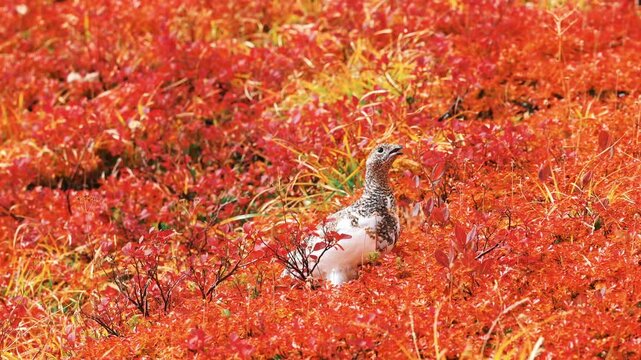 紅葉の北アルプスの唐松岳の雷鳥