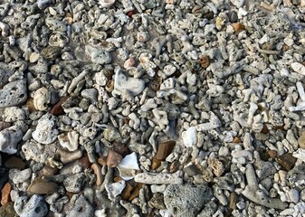 Pebbles and shells on the beach