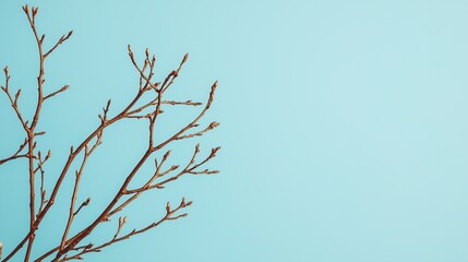 Obraz premium A minimalistic image of a bare branch against a soft blue background, perfect for themes of nature and simplicity.
