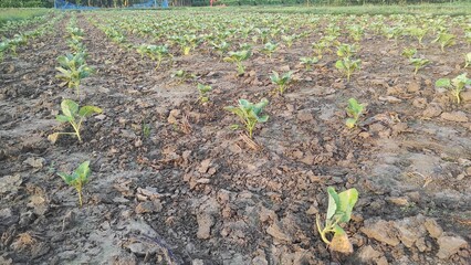 Seedlings of cauliflower are growing in the field in INDIA.	