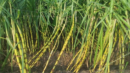 Fototapeta premium Sugarcane cultivation is very good in India