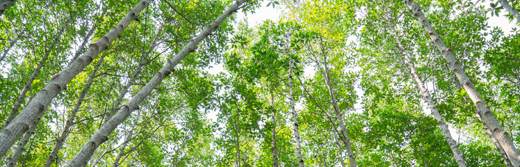 The mangrove biome,  Mangroves protect against extreme weather and disasters, The mangrove forest ecosystem is a distinct saline woodland.  National Park, Thailand