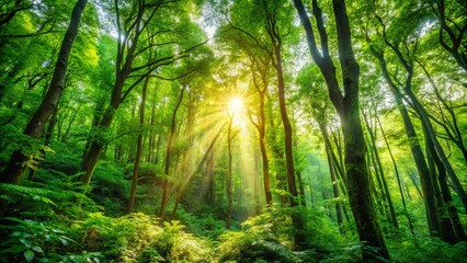 Lush Green Forest Wallpaper with Sunlight Filtering Through Dense Canopy Creating a Serene Atmosphere