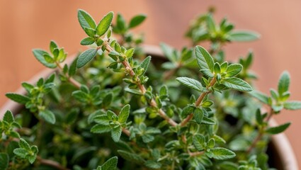 Obraz premium Fresh thyme sprigs with tiny green leaves closeup
