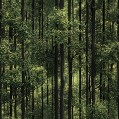 Obraz premium Seamless, Repeating Forest Tall Tree Pattern Design