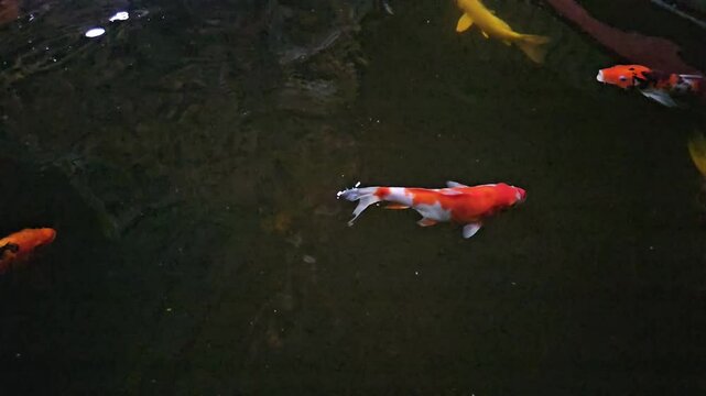 Slow motion of colorful fancy carps or Japanese koi fishes swimming in a pond in a garden, open mouth to be fed.