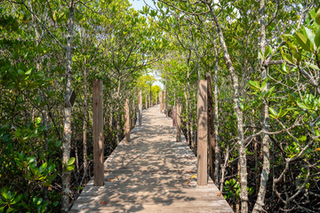 The mangrove biome,  Mangroves protect against extreme weather and disasters, The mangrove forest ecosystem is a distinct saline woodland.  National Park, Thailand