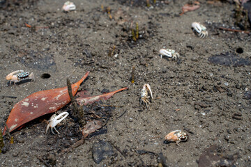 Uca Vocans Fiddler Crab Walking Mangrove. Crab at Mangrove in Rayong Thailand.