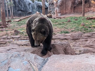 Grizzly bear looking for food