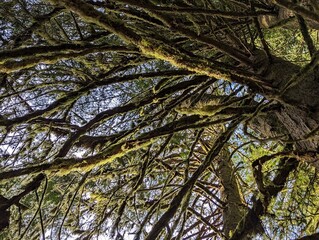 Moss covered branches in Oregon rain forest