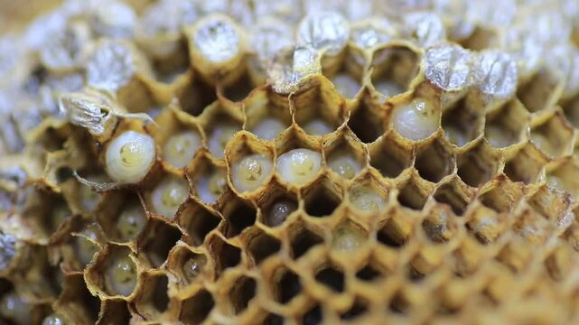 Bee larvae in the honeycomb waiting for food from the worker bee