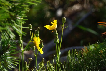 Close up of two vivid yellow dandelions, blurry background