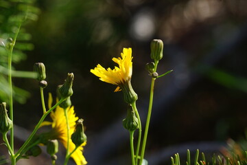 Close up of two vivid yellow dandelions, blurry background