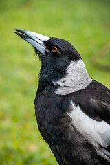 Side profile of magpie in backyard