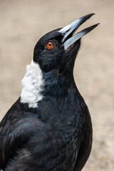 Close-up of singing magpie