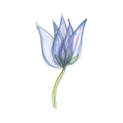 blue flower with transparent petals composition isolated on white background watercolor illustration floral background for invitations. for clothing, wallpaper, wrapping paper, home decor