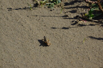 Close up of resting cricket on dirt clay ground