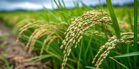 green wheat field